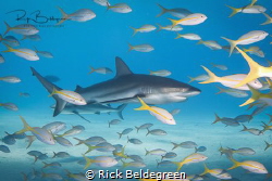 Reef sharks at Tiger Beach, Bahamas by Rick Beldegreen 